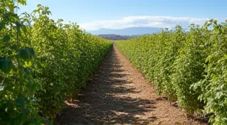 German Johnson Tomatoes: A Desert Southwest Cultivation Guide