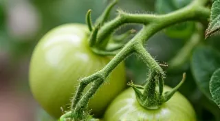 Green Zebra Tomatoes: Growing in the Midwest – Challenges and Rewards