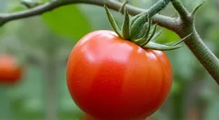 Mortgage Lifter Tomatoes: A Rocky Mountain Growing Guide