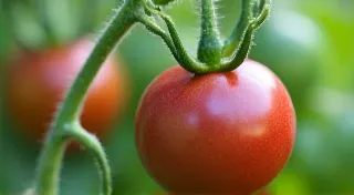Purple Cherokee Tomatoes: A Northern Plains Growing Handbook