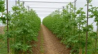 Extending the Tomato Season: Regional Techniques