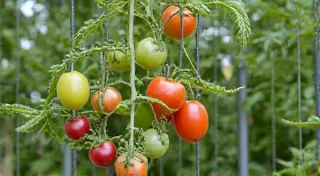 Tomato Staking & Support Systems for Regional Climates