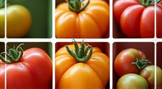 Tomato Variety Comparison: Best Performers in [Region]